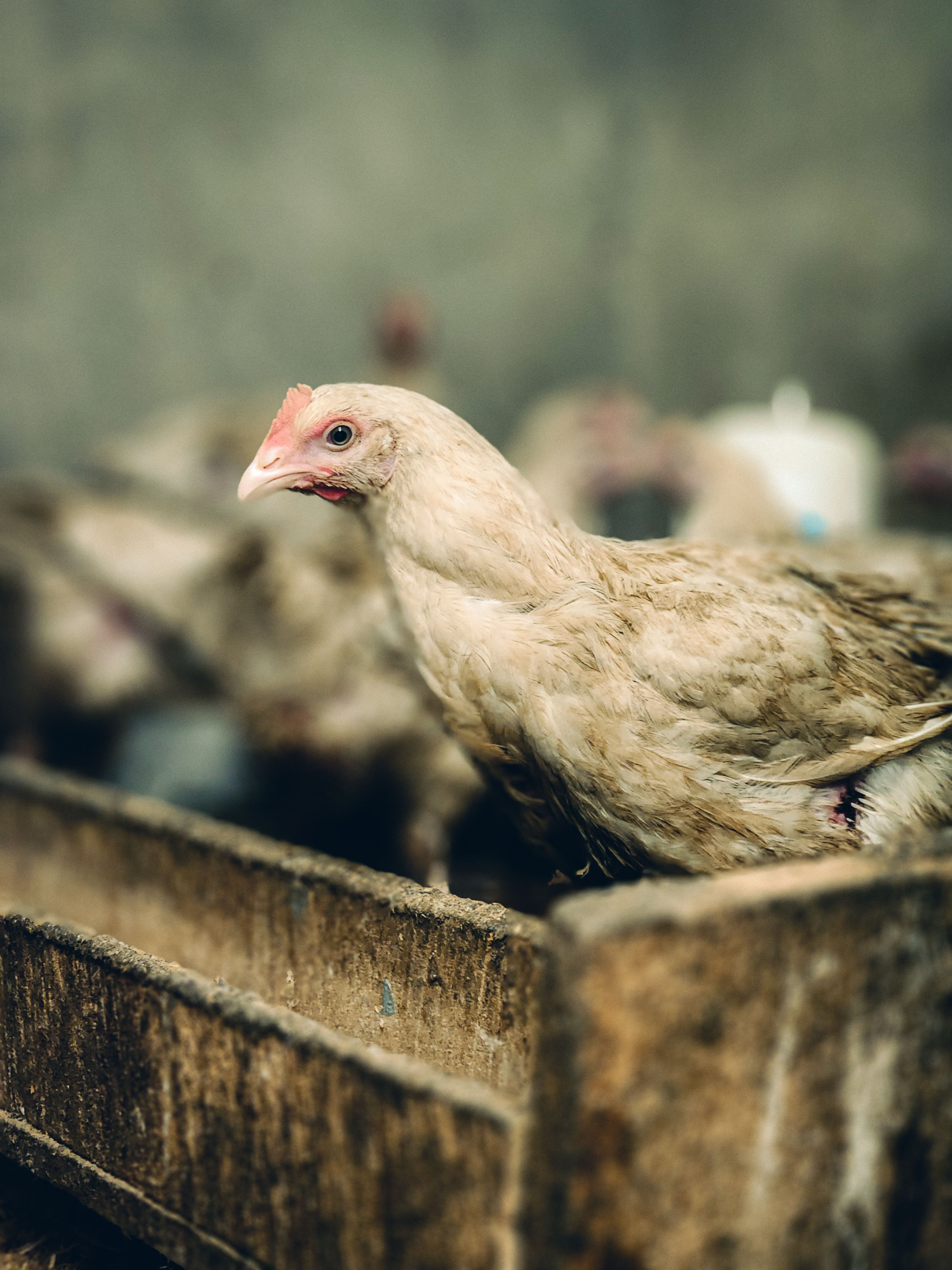 A single chicken in a farm shed