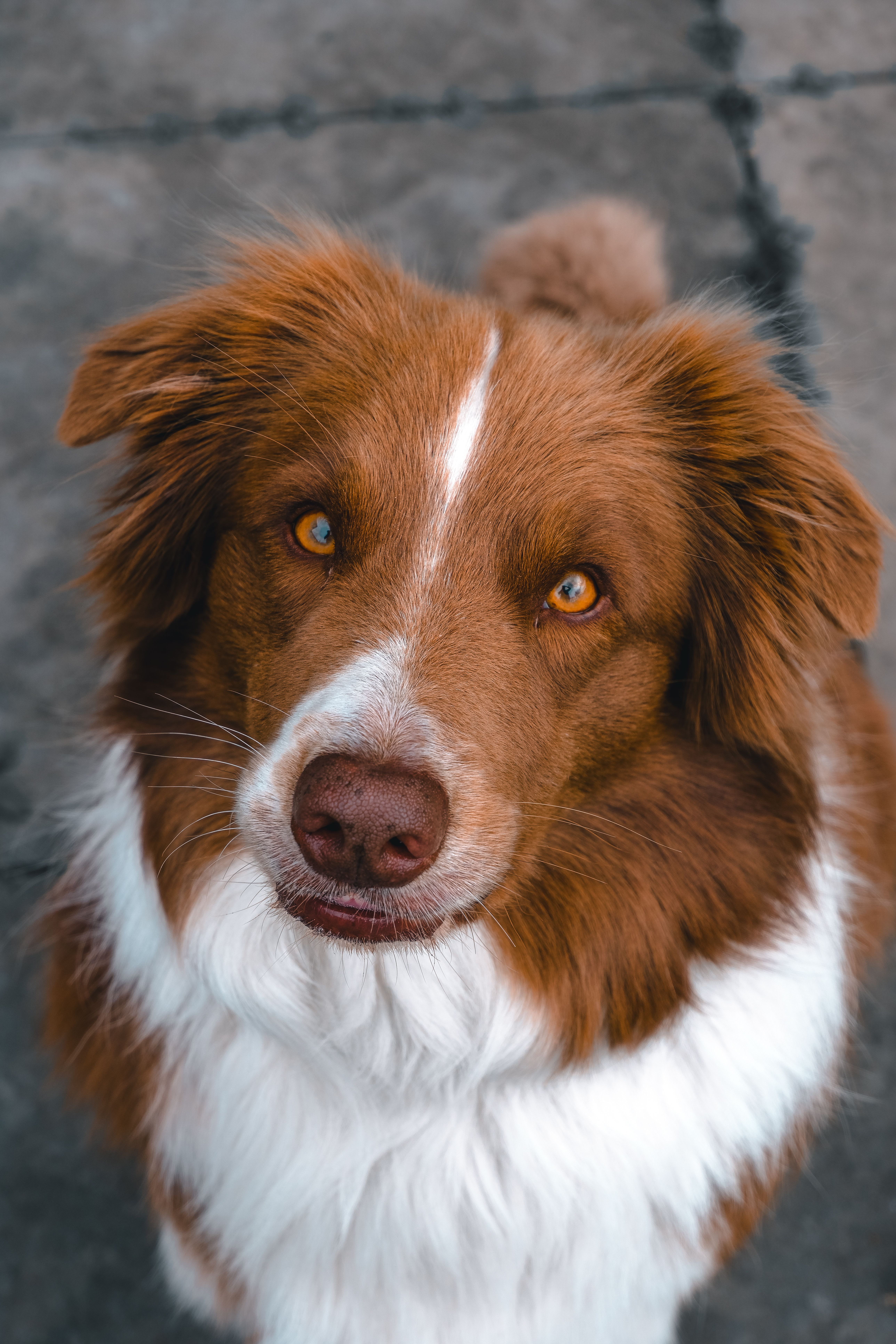 Adorable brown and white dog looking directly at the camera with an expressive face.