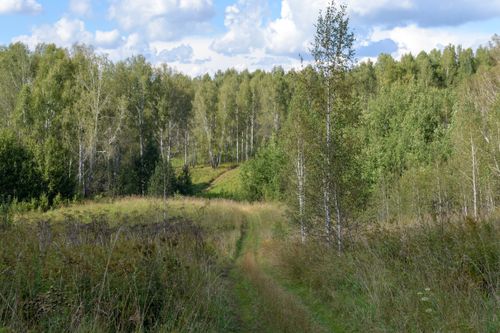 Free Explore a peaceful forest path drenched in autumn sunshine, promising serenity and natural beauty. Stock Photo