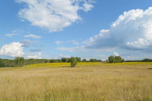 Free Expansive summer field under bright blue skies with fluffy clouds, exuding tranquility. Stock Photo
