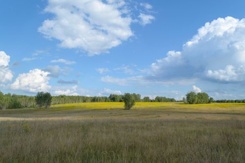 Free Expansive grassy field with a blue sky and fluffy clouds, capturing peace and freedom. Stock Photo