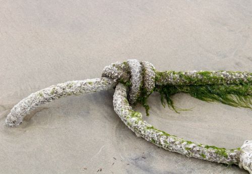 Free Detailed close-up of a weathered rope covered with algae on a sandy beach in Paraná, Brazil. Stock Photo