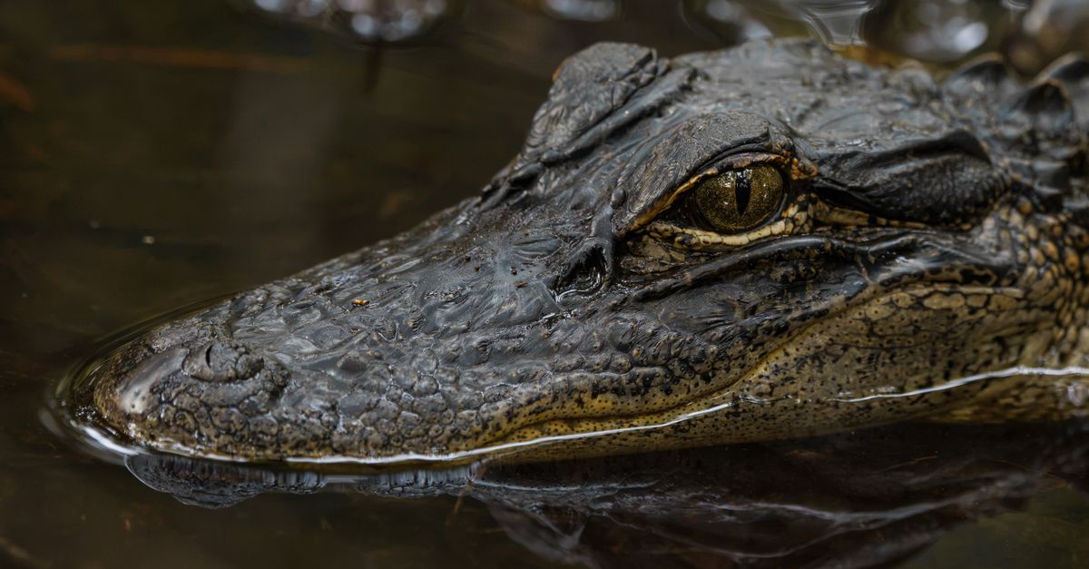 Detailed close-up shot of an American alligator in its natural habitat in Florida, showcasing its textured skin and eye.