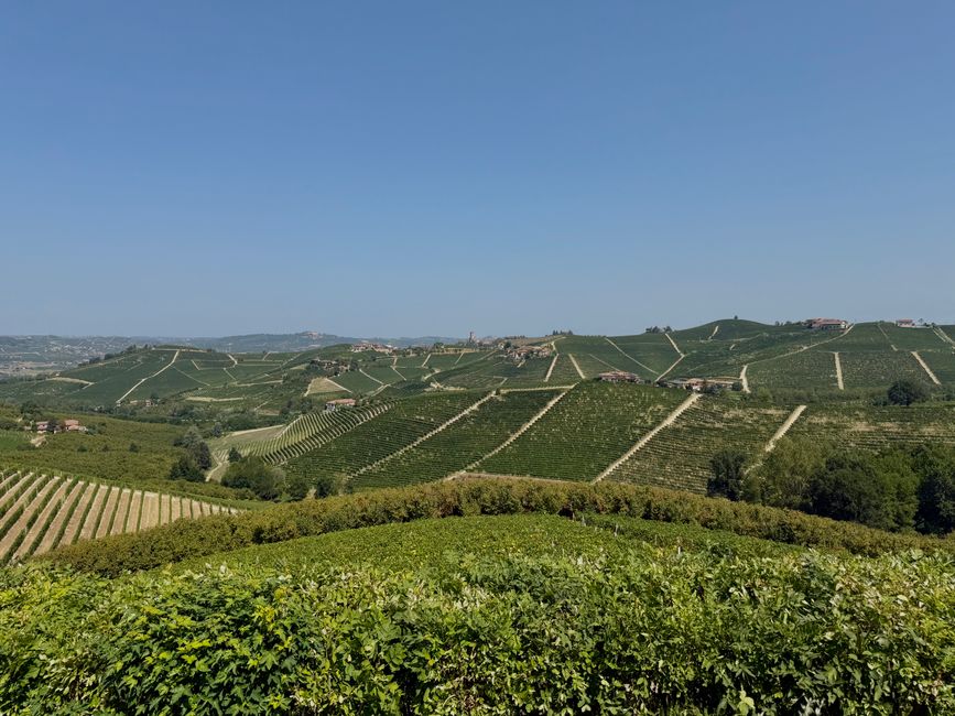 Olasz panna cotta Piemontból – a tökéletes selymes desszert – piedmont italy langhe hills vineyard