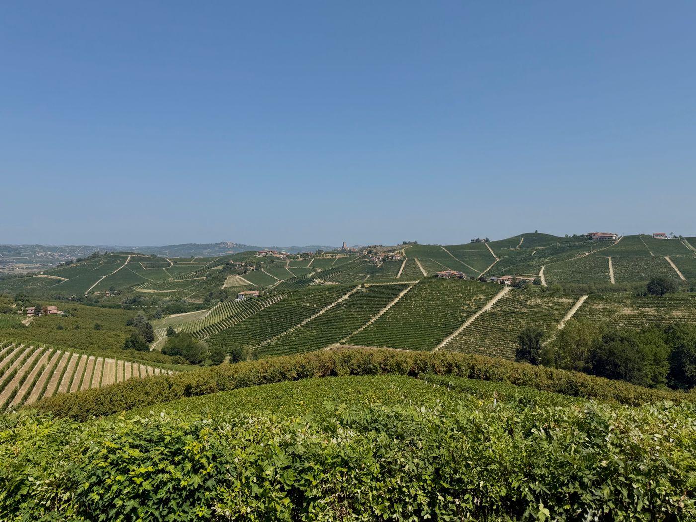Barbaresco vineyards on the rolling Langhe hills of Piedmont, Italy, under a clear blue sky