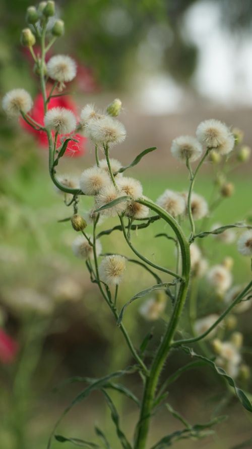 Free Close-up of fluffy wildflowers, with soft focus background outdoors. Stock Photo