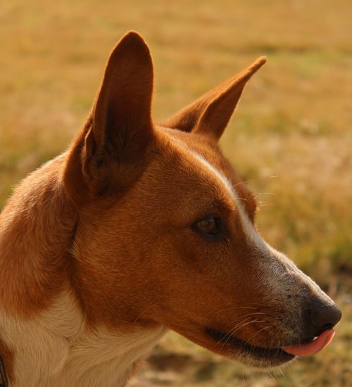 Free Profile portrait of a Basenji dog in a sunny outdoor field with a blurred background. Stock Photo