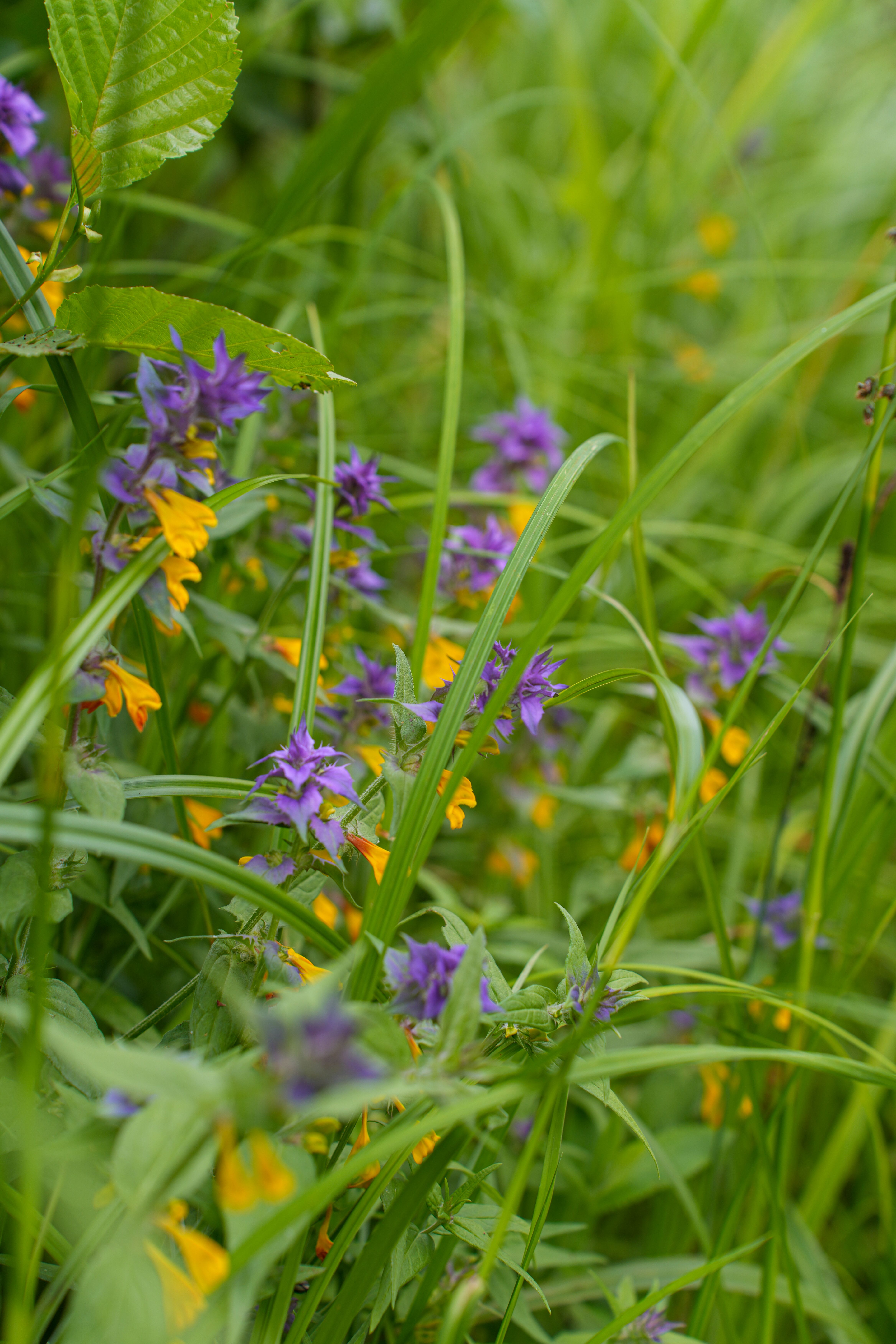 [ColoSach]-a-close-up-of-vibrant-purple-and-yellow-wildflowers-amidst-lush-green-grass-on-a-bright-summer-day.