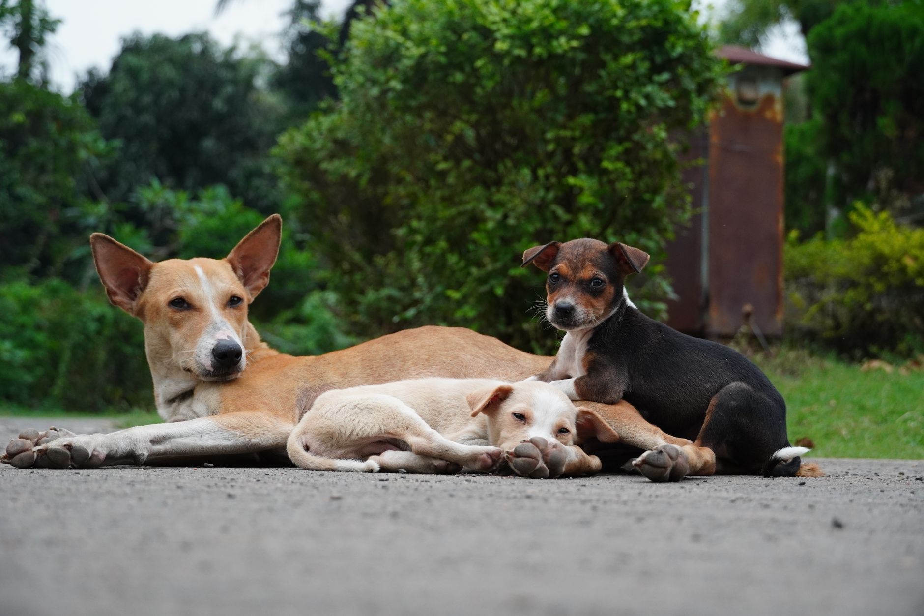 Portrait of a dog at a veterinary clinic