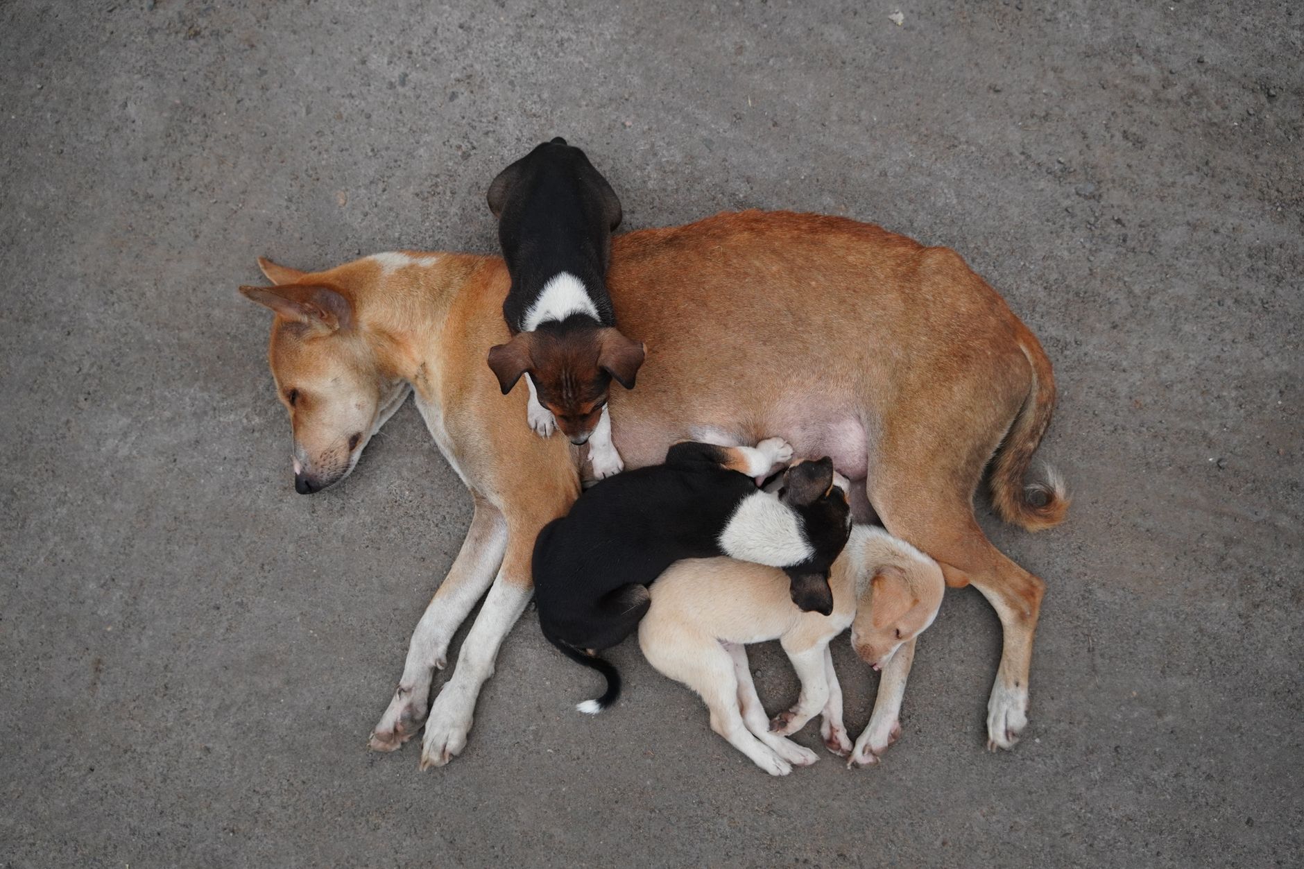 Stray Mother Dog Begs for Food to Feed Her Puppies: A Heartwarming Rescue Story
