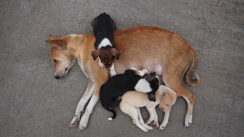 Feeding a Nursing Dog: How to Choose a Puppy Food That Covers Mom, Too