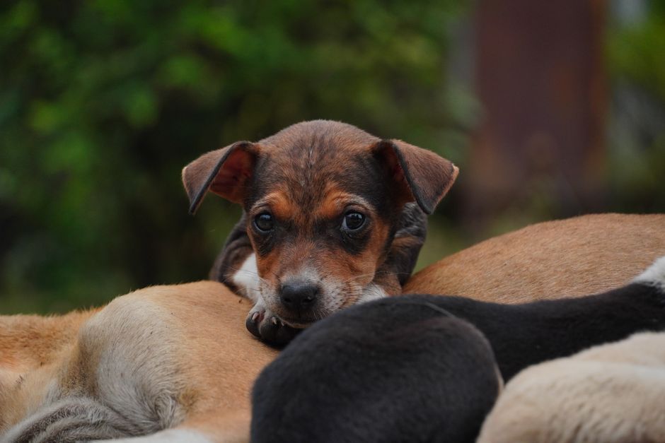 Fotomural Un adorable cachorro descansando al aire libre entre sus hermanos, creando una escena conmovedora.
