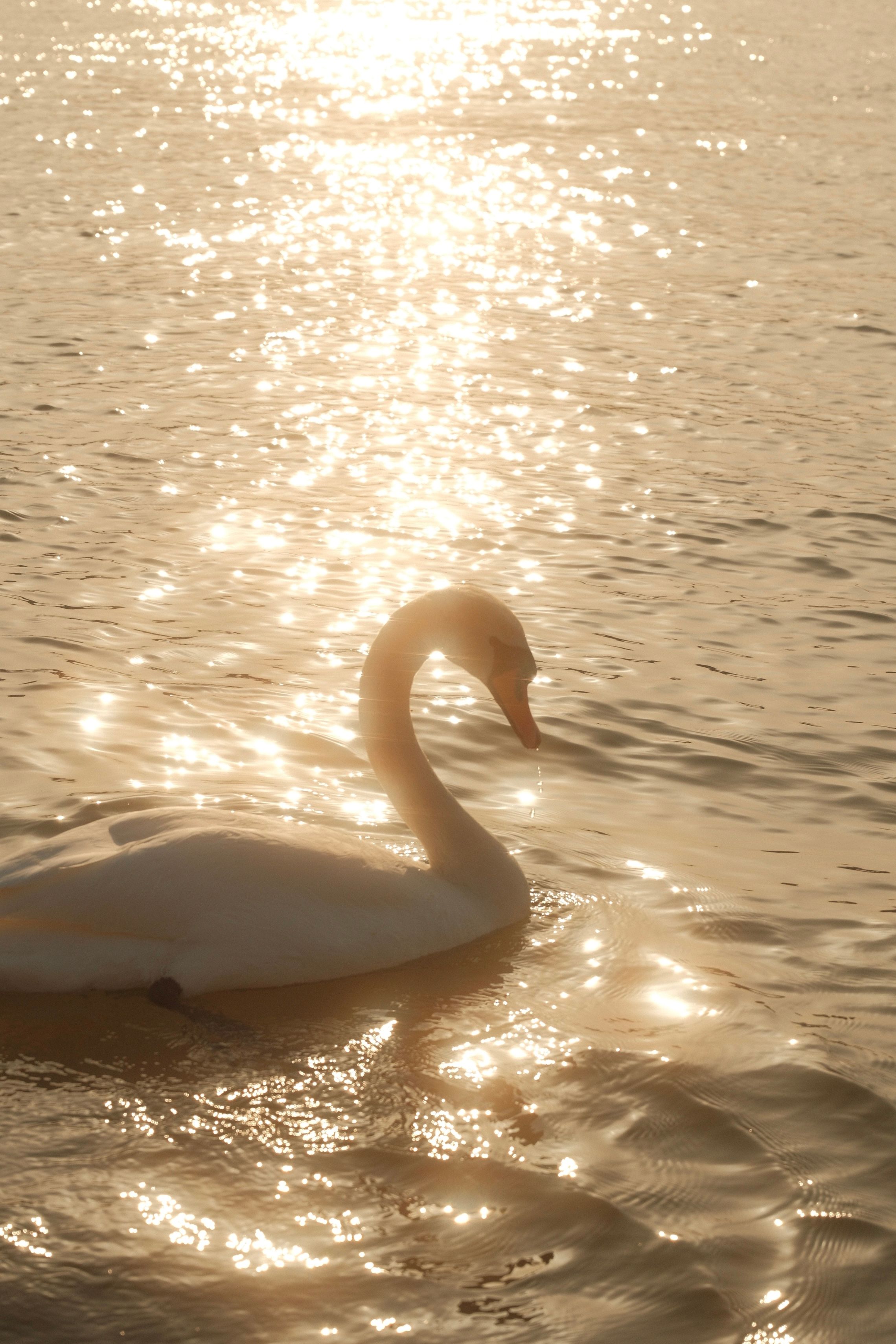 A graceful swan glides on shimmering water, illuminated by golden afternoon sunlight.