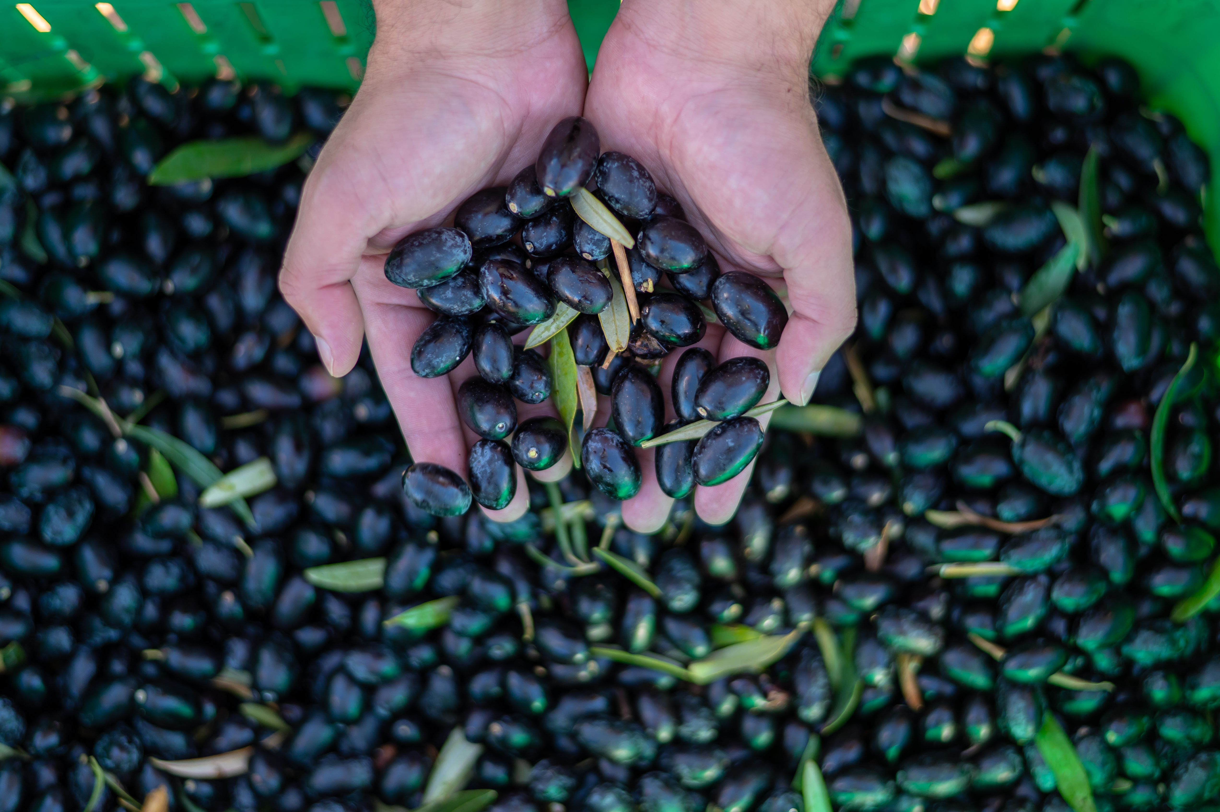 Cosecha de aceitunas en Mendoza