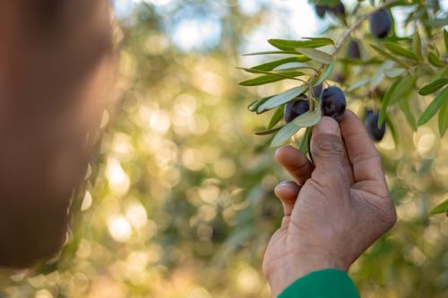 Free Close-up of a person harvesting black olives from a branch in a sunny olive grove. Stock Photo