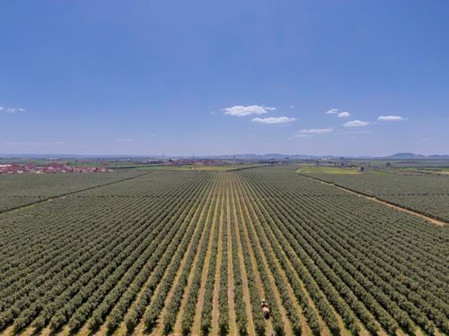Free A vast olive grove seen from above, stretching towards the horizon under a clear summer sky. Stock Photo