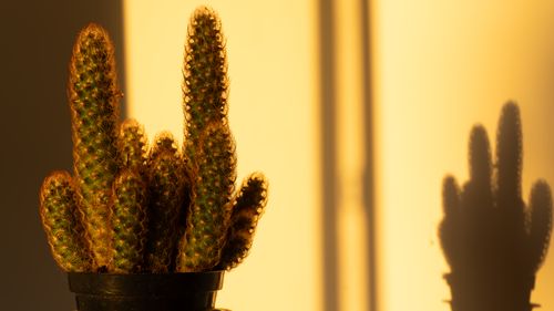 Free Close-up of a cactus in golden light, casting a distinctive shadow on a wall. Stock Photo