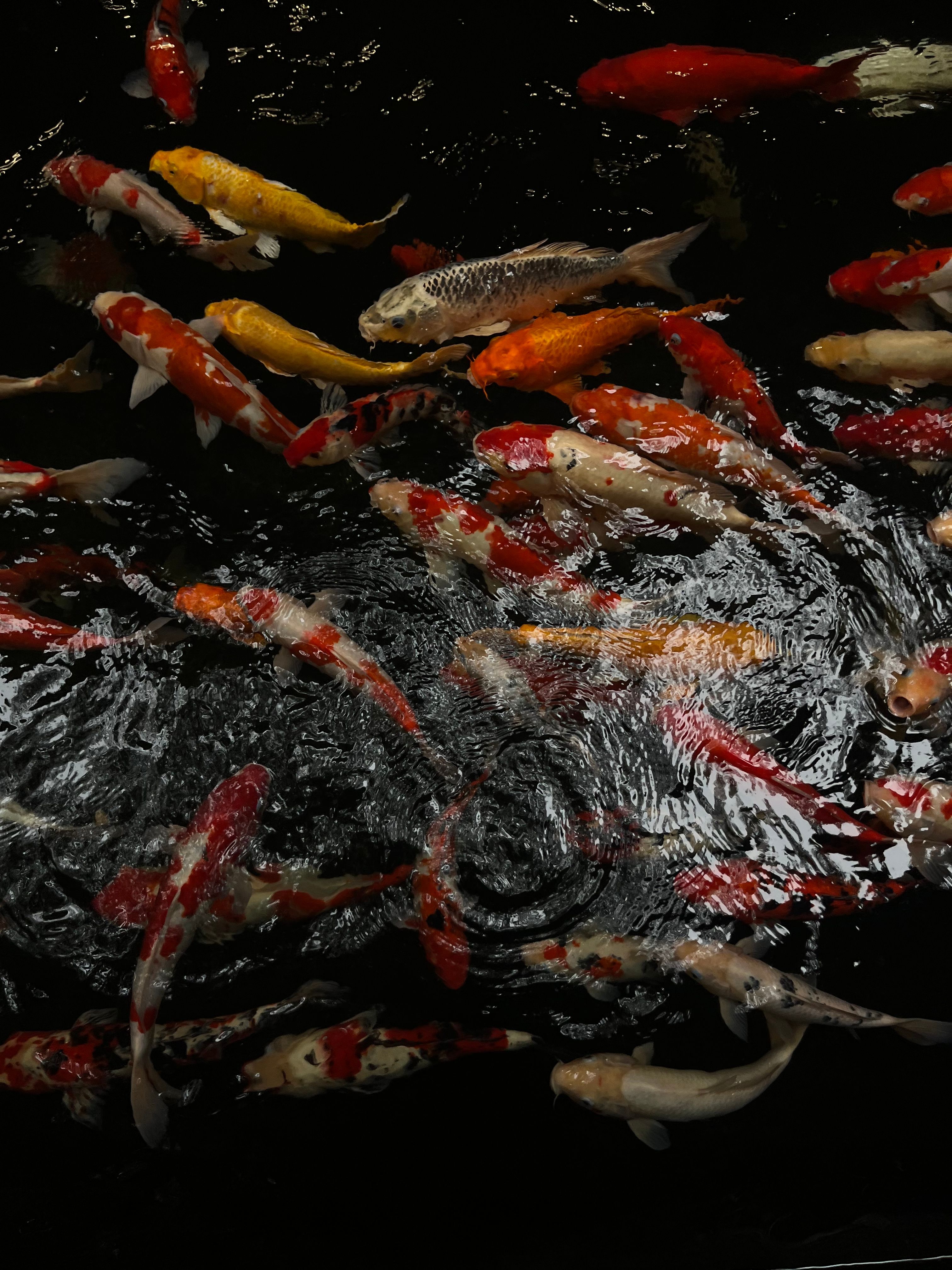 Vibrant koi fish in various shades glide in calming waters, creating a serene aquatic scene.