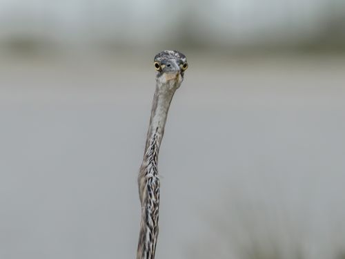 Free Stunning close-up shot of a great blue heron in its natural habitat in Florida. Stock Photo