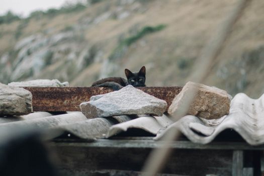 A black cat peeks from a rooftop surrounded by stones, conveying mystery and solitude.