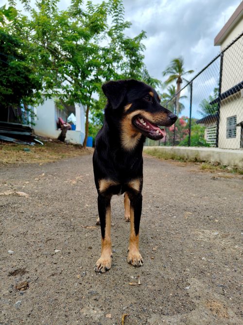 Free Happy black and tan dog standing on a rural path with lush greenery. Stock Photo