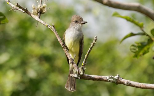 Free A Great Crested Flycatcher perched on a branch, surrounded by lush spring foliage. Stock Photo