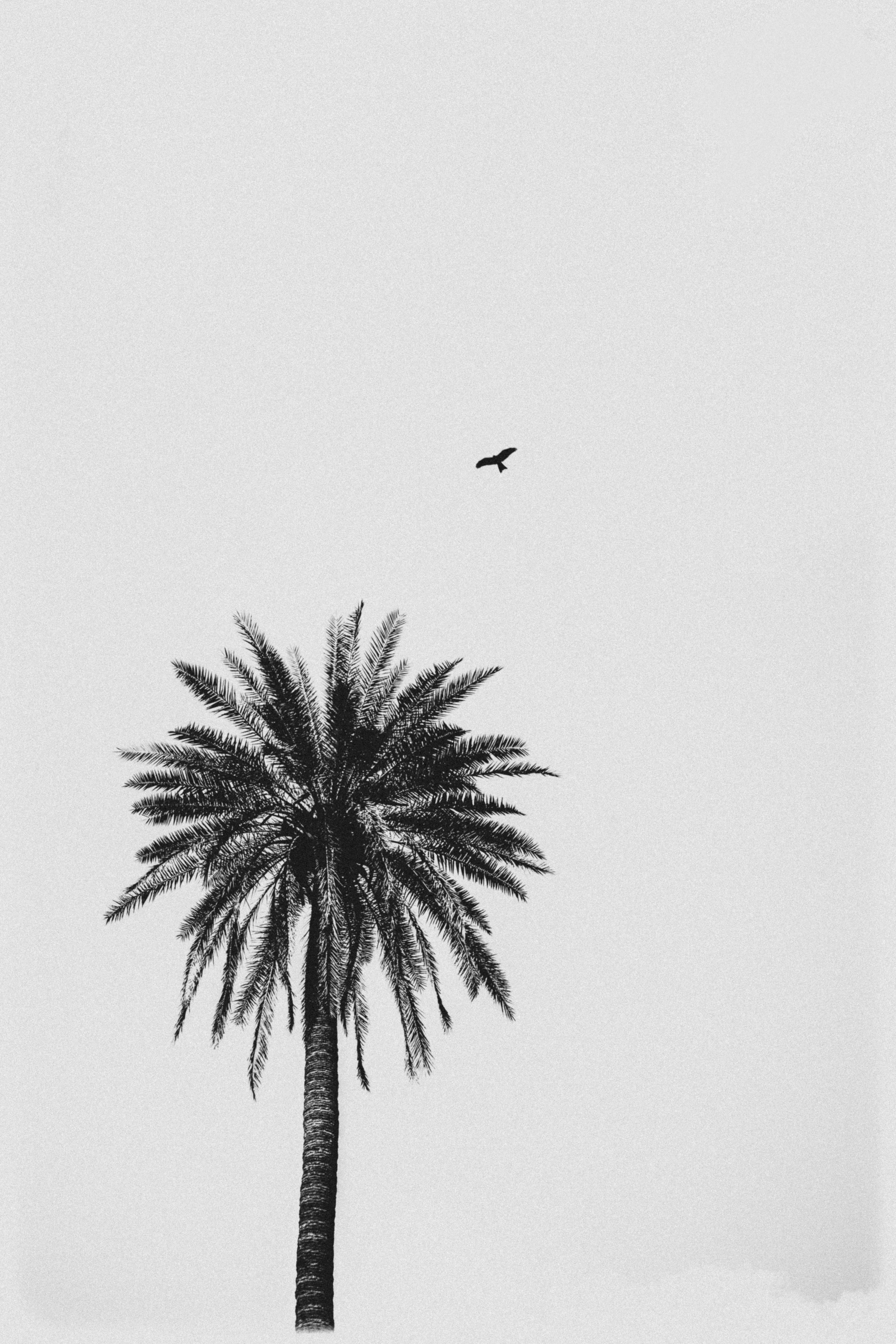 A serene black and white image of a palm tree with a bird in flight against the sky.
