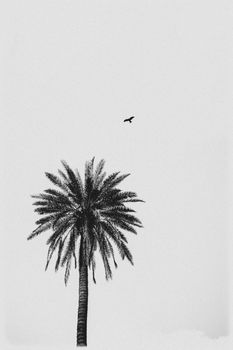 A serene black and white image of a palm tree with a bird in flight against the sky.