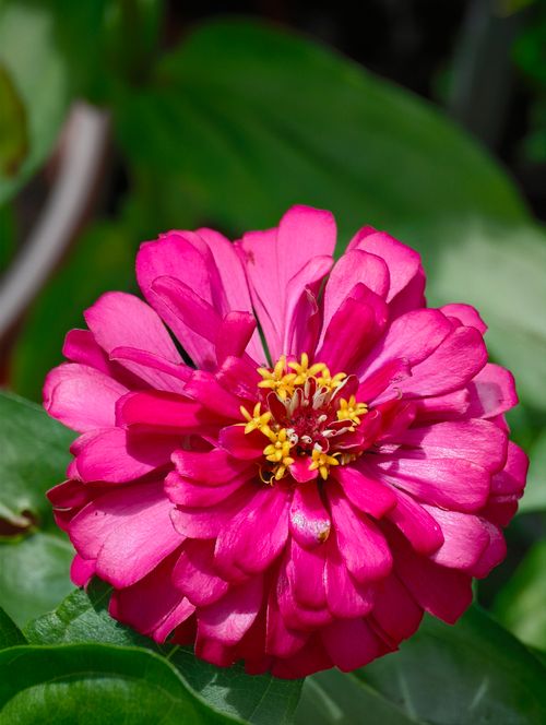 Free Close-up of a vibrant pink zinnia flower with lush green leaves, captured under bright daylight in Vietnam. Stock Photo