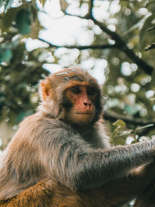 Free Detailed view of a Rhesus Macaque amidst the lush foliage of Mussoorie, India. Stock Photo