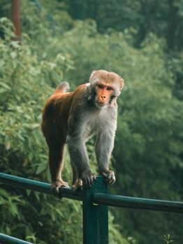 A Rhesus Macaque monkey perched on a fence amidst the dense greenery of Mussoorie, India.