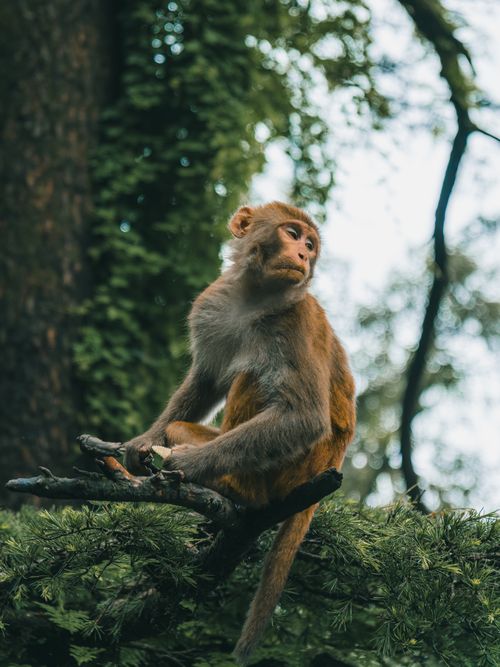 Free Rhesus macaque sitting on a tree branch in lush Mussoorie, India forest. Stock Photo