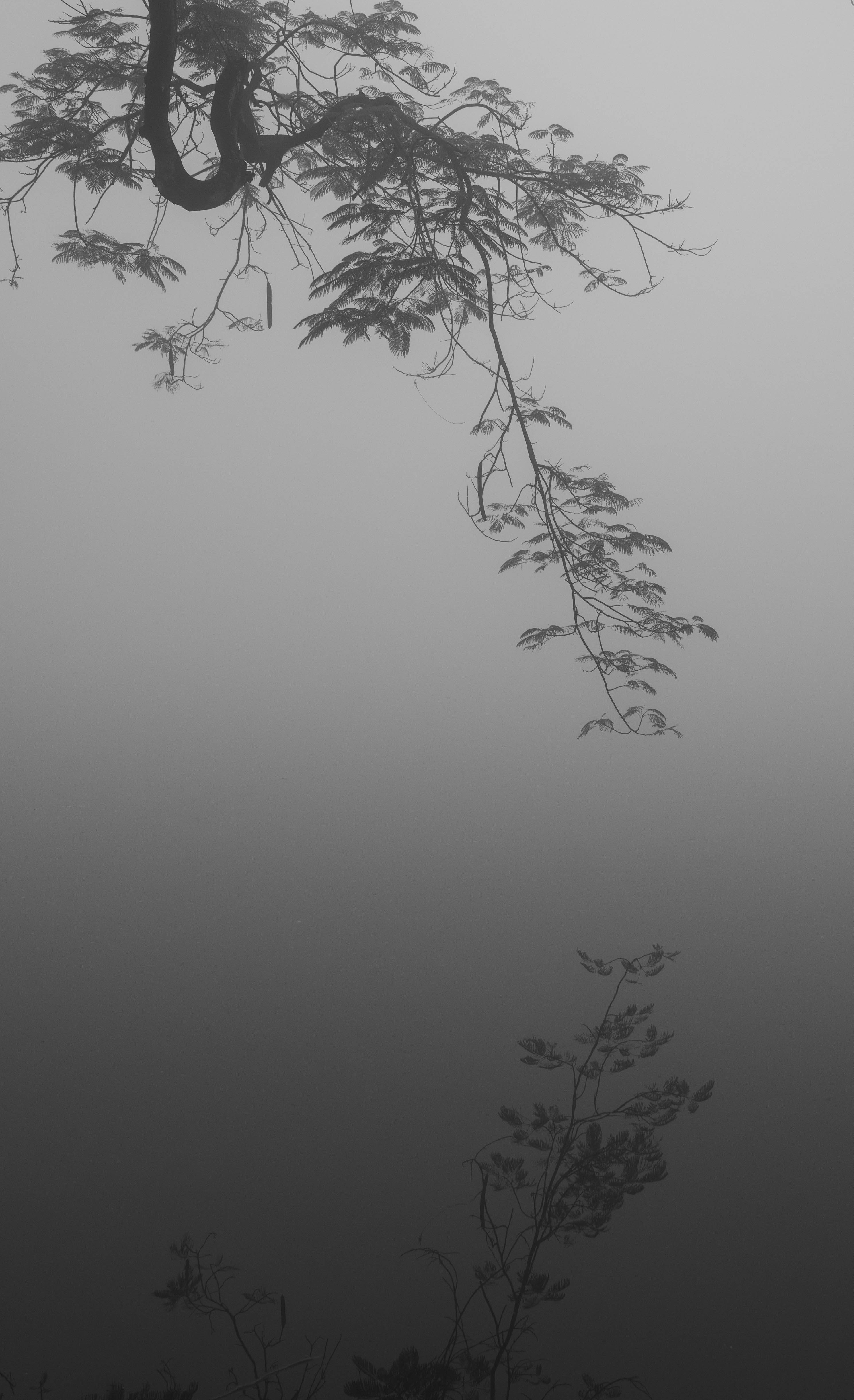 A serene image of a tree branch reflecting in misty water, creating a tranquil and artistic scene.