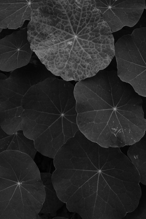 Free A dramatic black and white close-up of leaves showcasing intricate textures and patterns. Stock Photo
