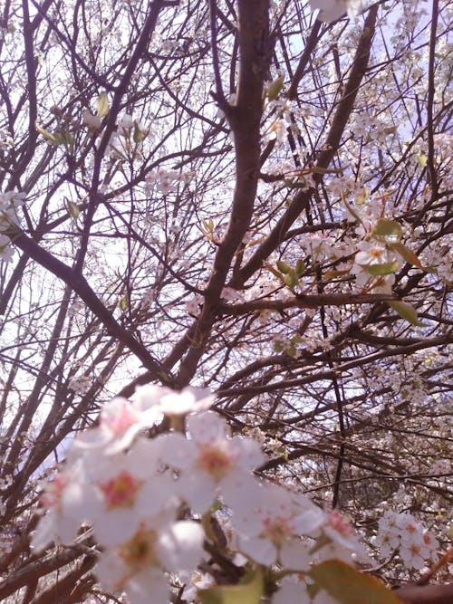 Free stock photo of background, blossom, blossom flora