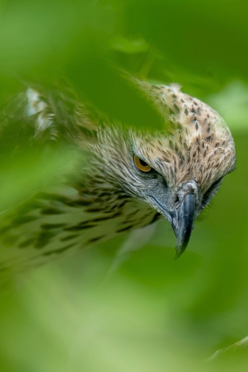 Free Intense gaze of a Crested Hawk peering through jungle foliage in Cambodia. Stock Photo