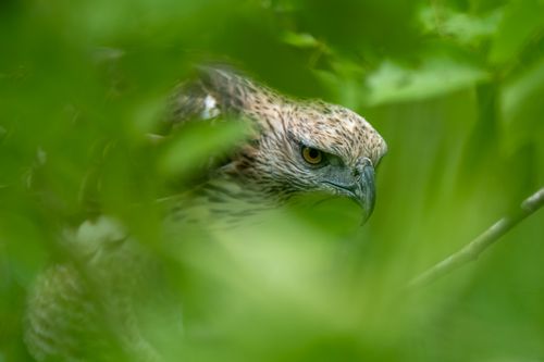 Free Eagle captured in Cambodia, peering through dense green foliage, creating a mysterious and natural ambiance. Stock Photo