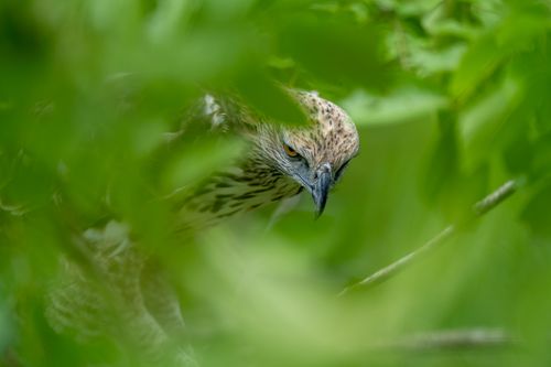 Free Close-up of an eagle peering through lush Cambodian foliage, exuding a sense of wild majesty. Stock Photo