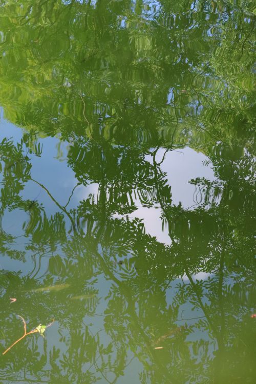 Free A captivating image of tree reflections on a calm lake, creating a serene natural pattern. Stock Photo