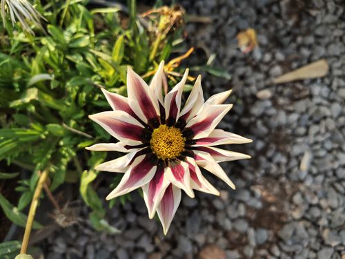 Free Vibrant gazania bloom with striking patterns in a garden setting, captured in Nashik, India. Stock Photo