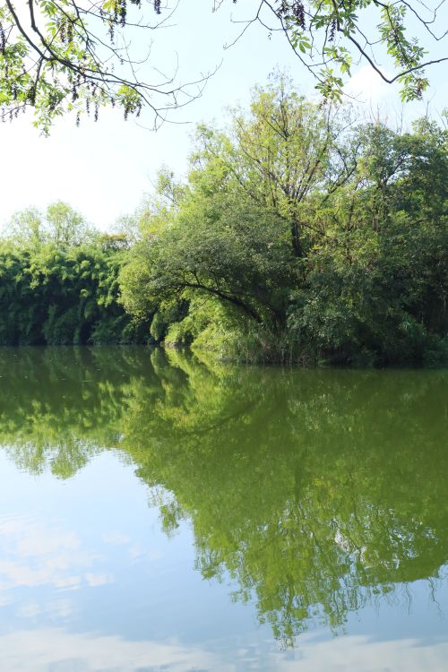 Free Peaceful river scene with vivid reflection of green trees and blue sky. Stock Photo