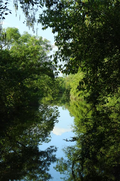 Free Peaceful forest river reflecting lush green trees and sky in summer. Stock Photo