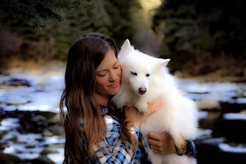 Free stock photo of american eskimo, colorado, dog