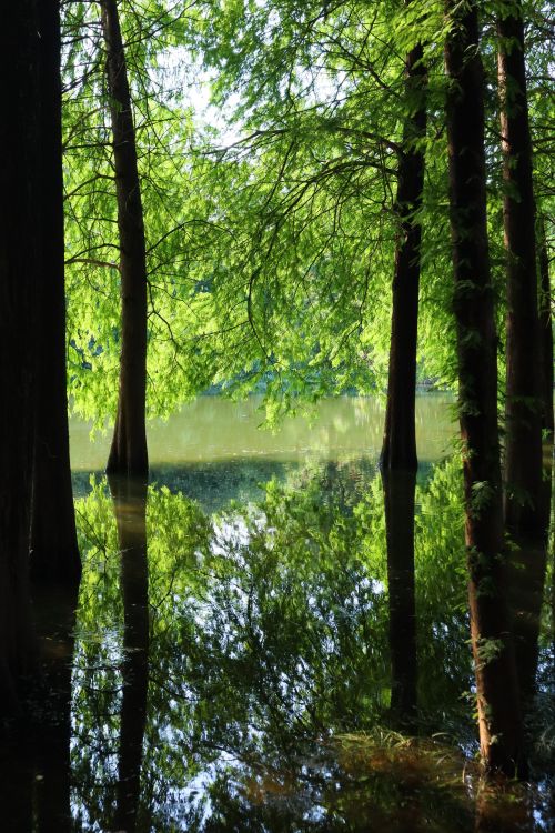 Free Tranquil scene of trees reflecting on a calm water surface in a lush green forest. Stock Photo