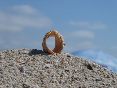 Free A detailed view of sand and a seashell on a beach under a blue sky. Stock Photo