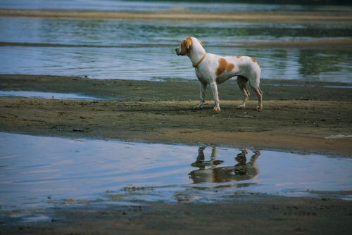 Free A dog stands on sand with its reflection visible in water, showcasing tranquility. Stock Photo