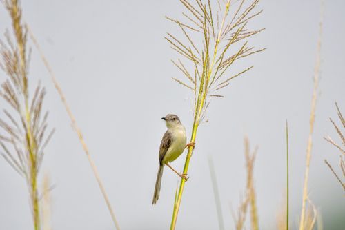 Free A small bird perched delicately on a tall grass stalk against a soft background, captured in natural daylight. Stock Photo