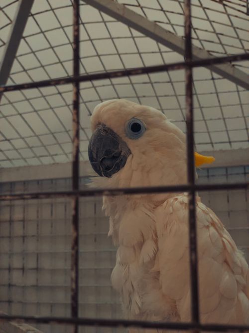 Free A white cockatoo with striking blue eyes gazes through its cage, showcasing its vibrant plumage. Stock Photo