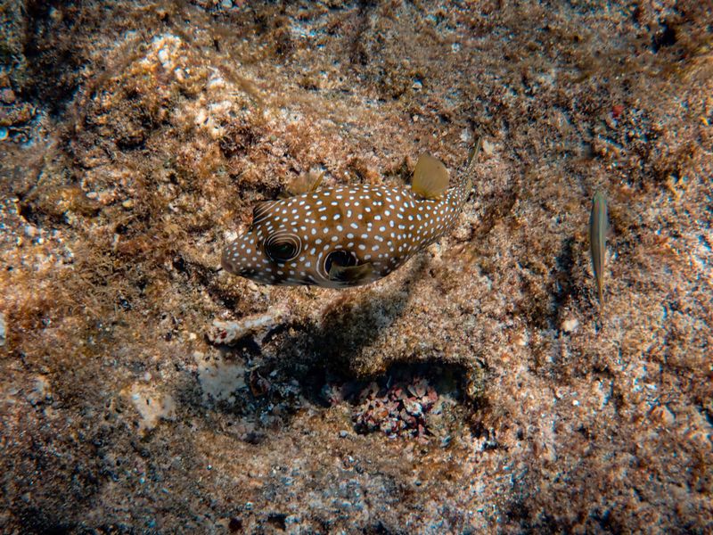 A Hawaiian spotted puffer fish camouflaging among the coral reef underwater.