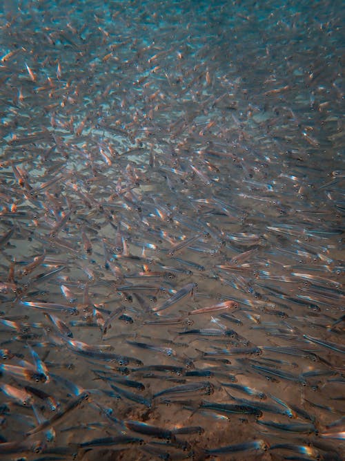 School Of Fish In Water